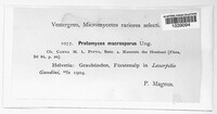 Protomyces macrosporus image